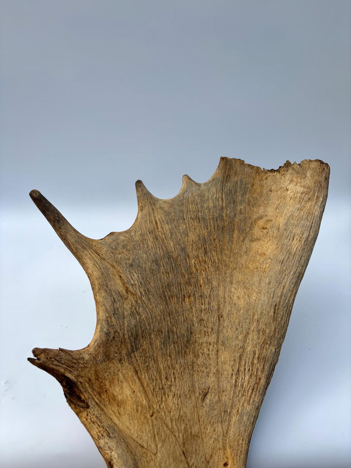 Extra Large Canadian Bull Moose Antler - Self Standing!