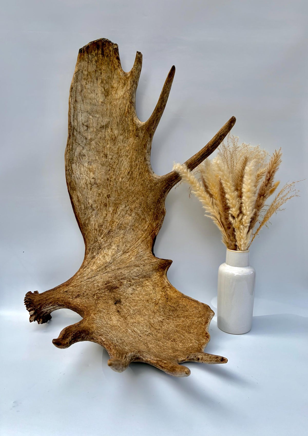 Enormous Alberta Moose Antler Set. Massive antlers for wall decor, crafting, carving and more.