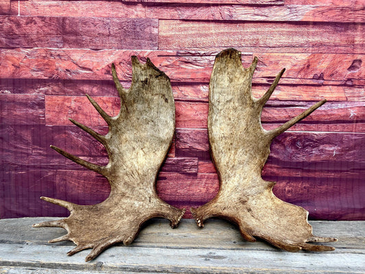 Enormous Alberta Moose Antler Set. Massive antlers for wall decor, crafting, carving and more.