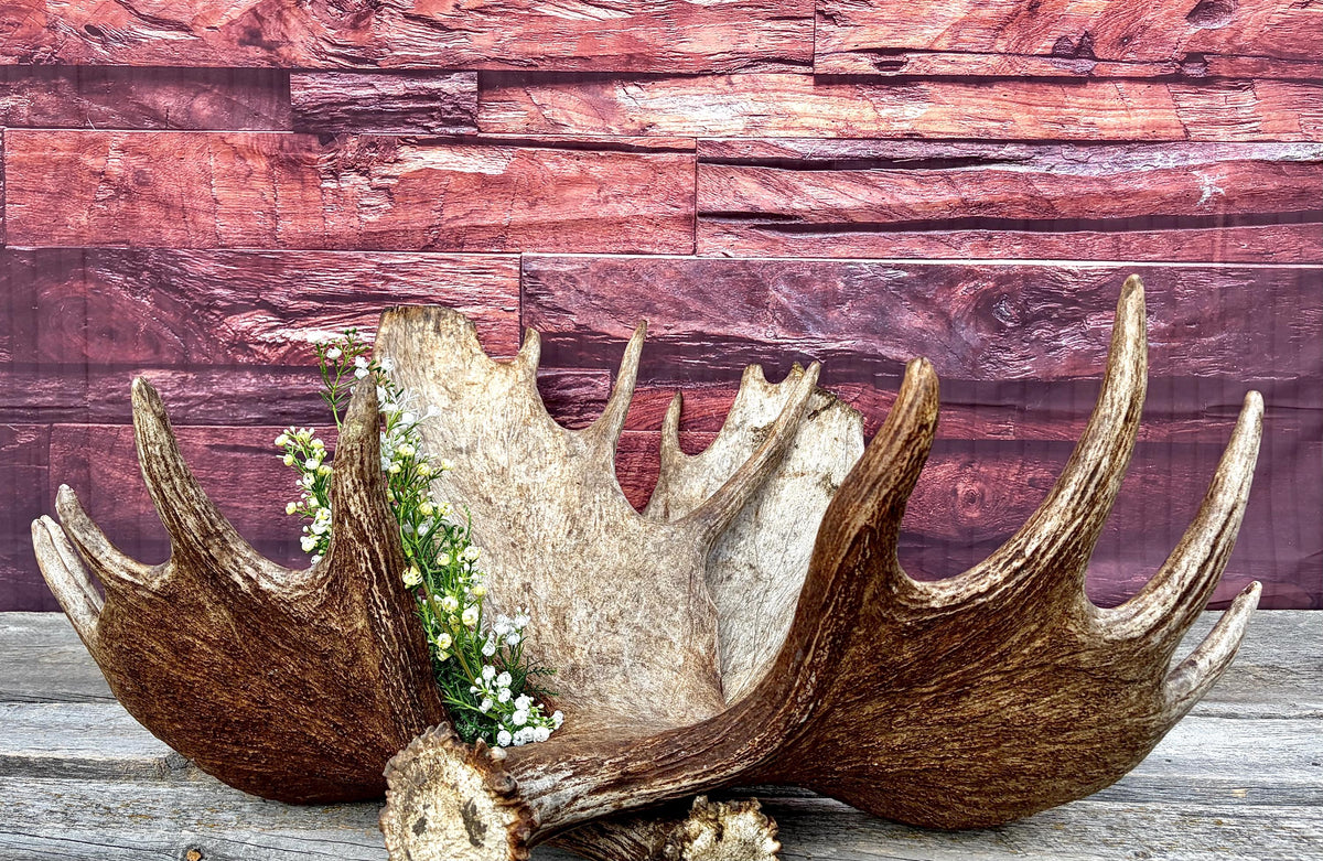 Enormous Alberta Moose Antler Set. Massive antlers for wall decor, crafting, carving and more.