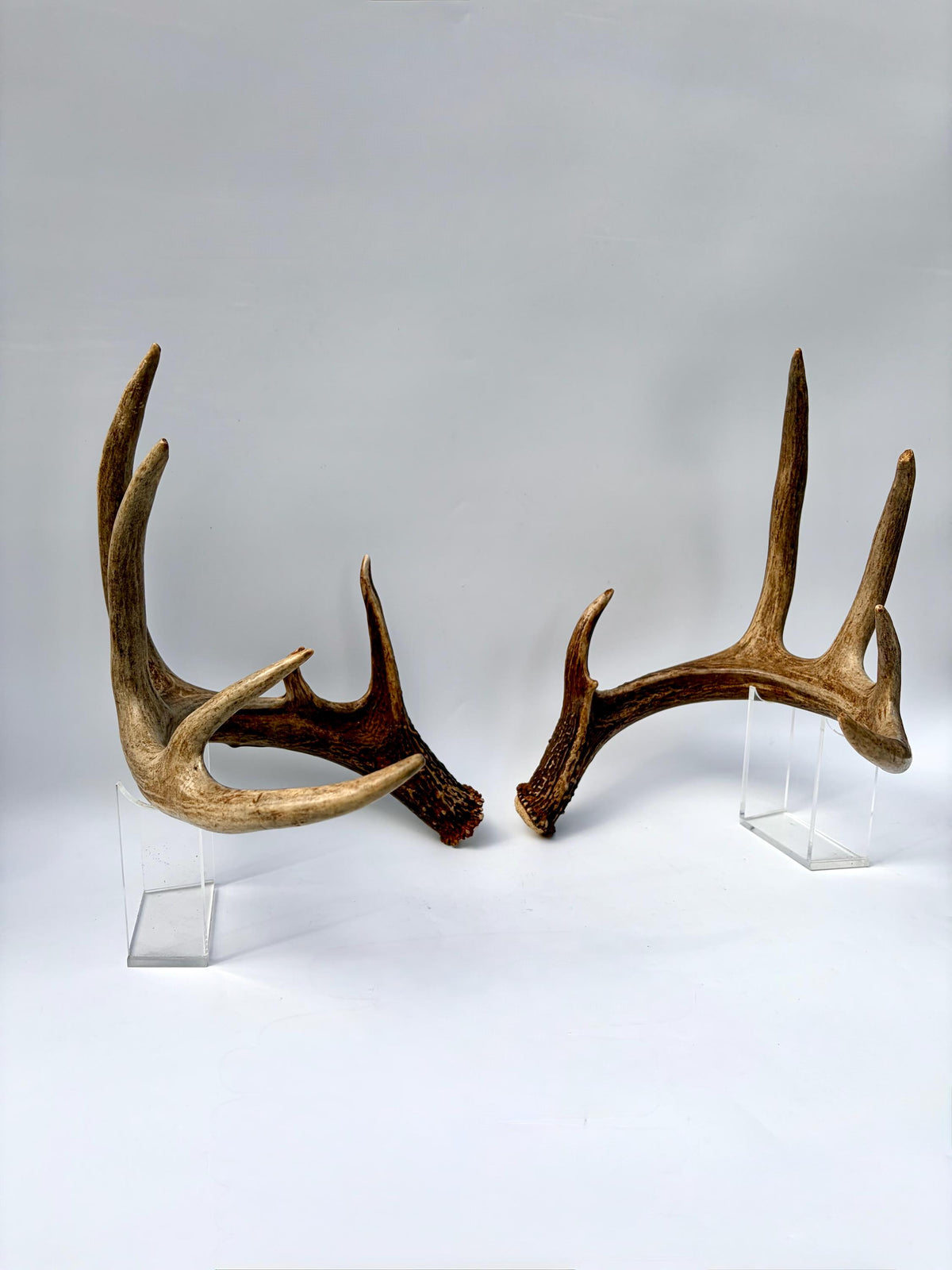 Albertan White-tailed Deer Antlers. Massive and Impressive Matching Set