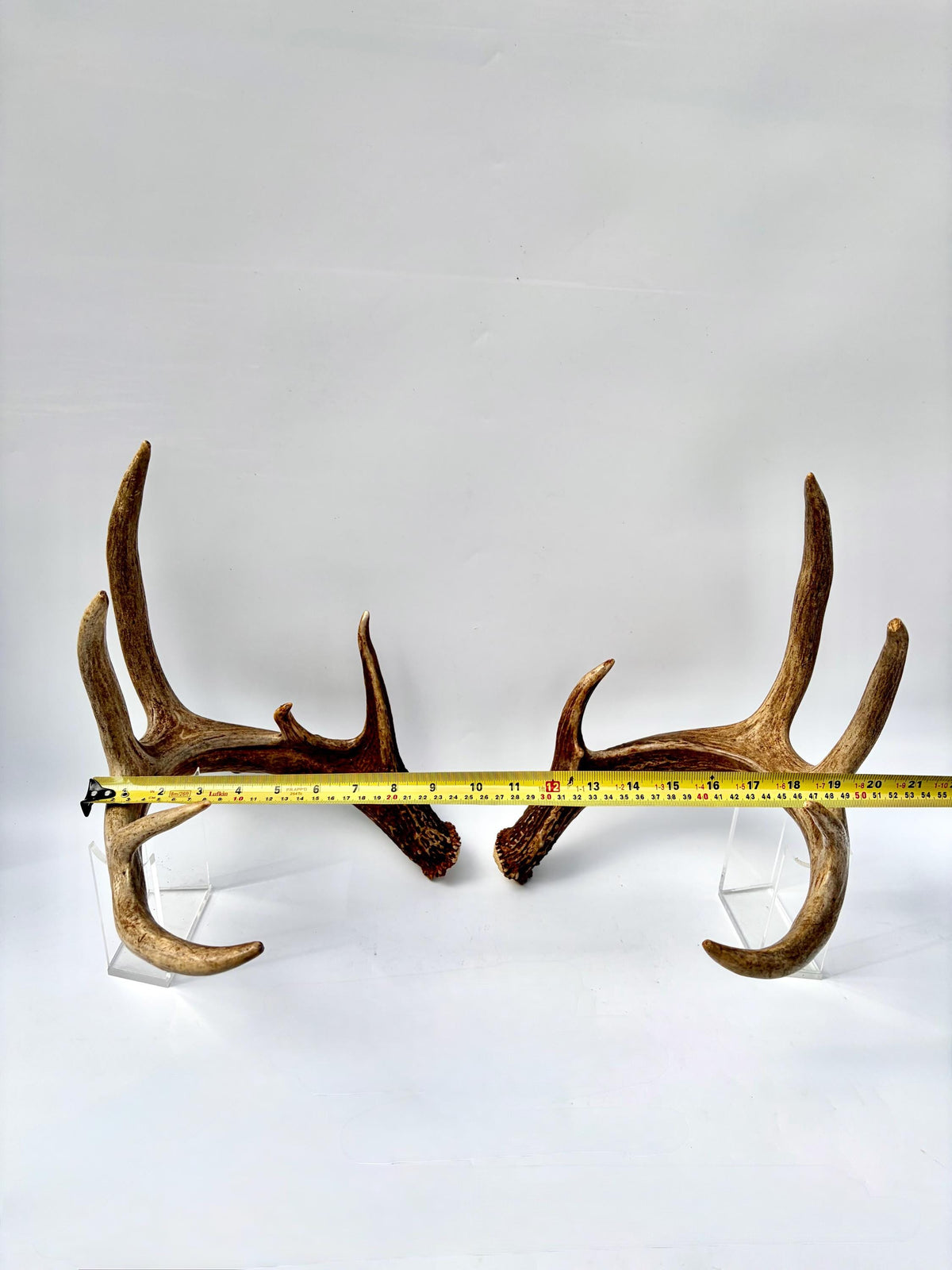 Albertan White-tailed Deer Antlers. Massive and Impressive Matching Set