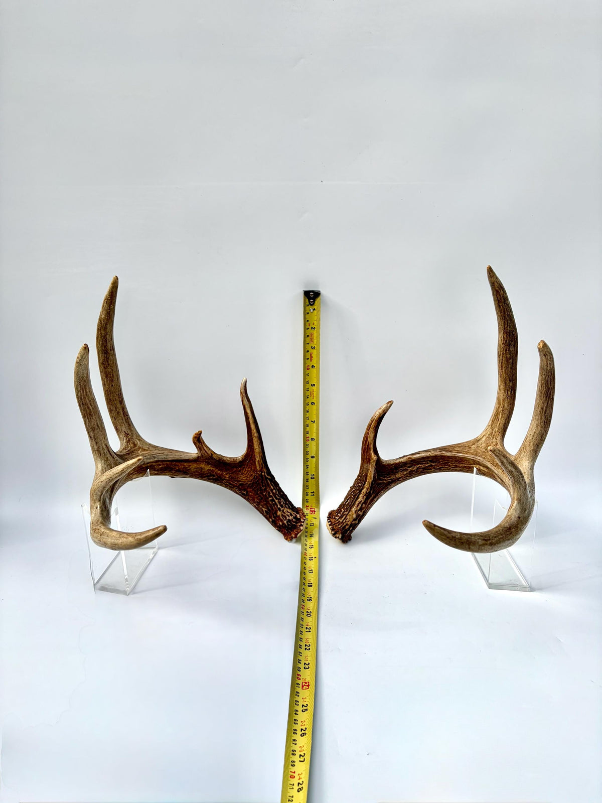 Albertan White-tailed Deer Antlers. Massive and Impressive Matching Set