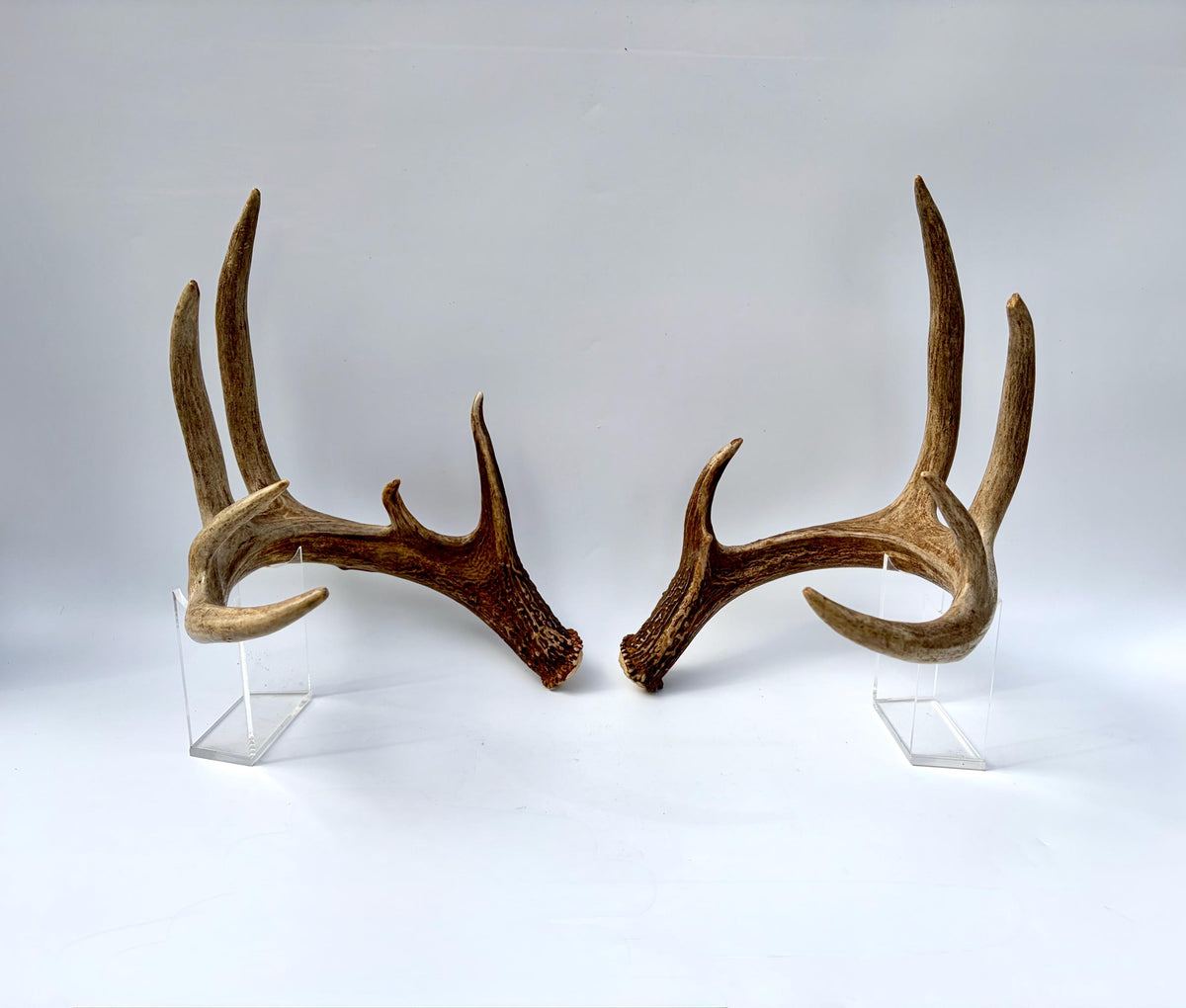 Albertan White-tailed Deer Antlers. Massive and Impressive Matching Set