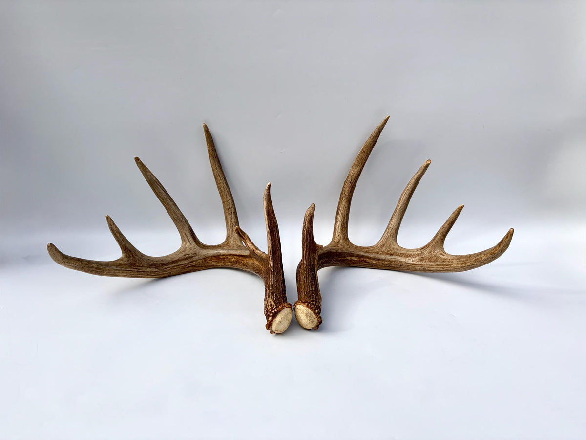 Albertan White-tailed Deer Antlers. Massive and Impressive Matching Set