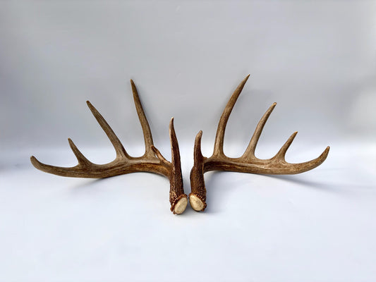 Albertan White-tailed Deer Antlers. Massive and Impressive Matching Set