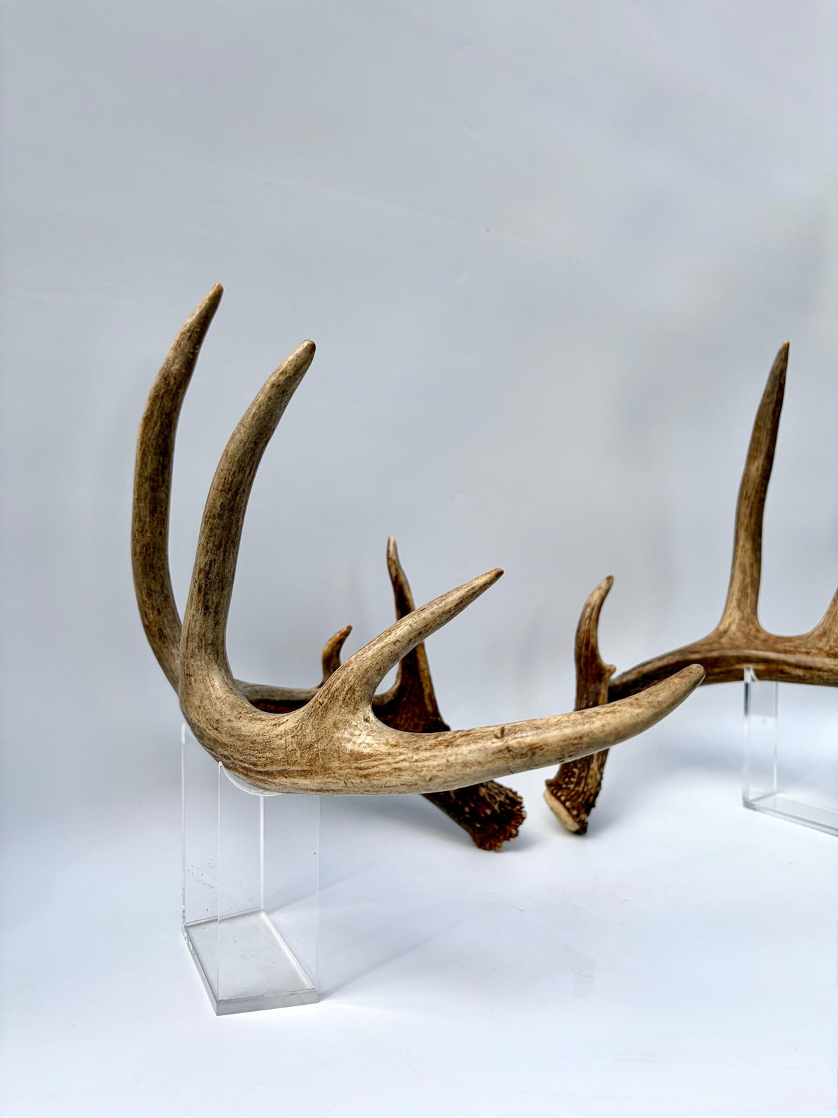 Albertan White-tailed Deer Antlers. Massive and Impressive Matching Set