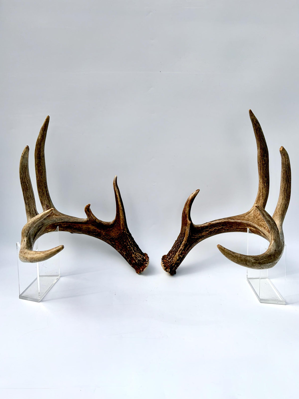 Albertan White-tailed Deer Antlers. Massive and Impressive Matching Set