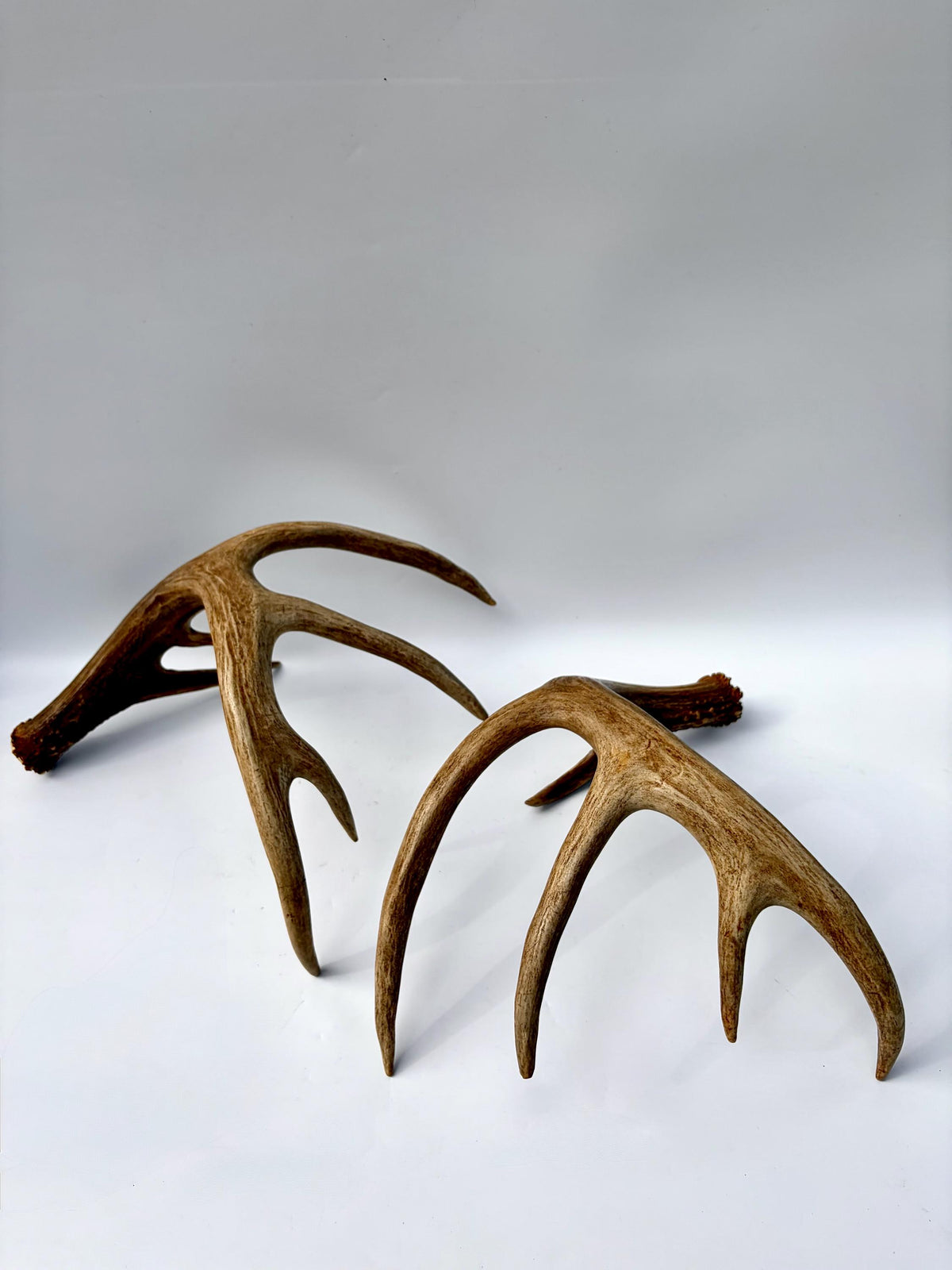 Albertan White-tailed Deer Antlers. Massive and Impressive Matching Set