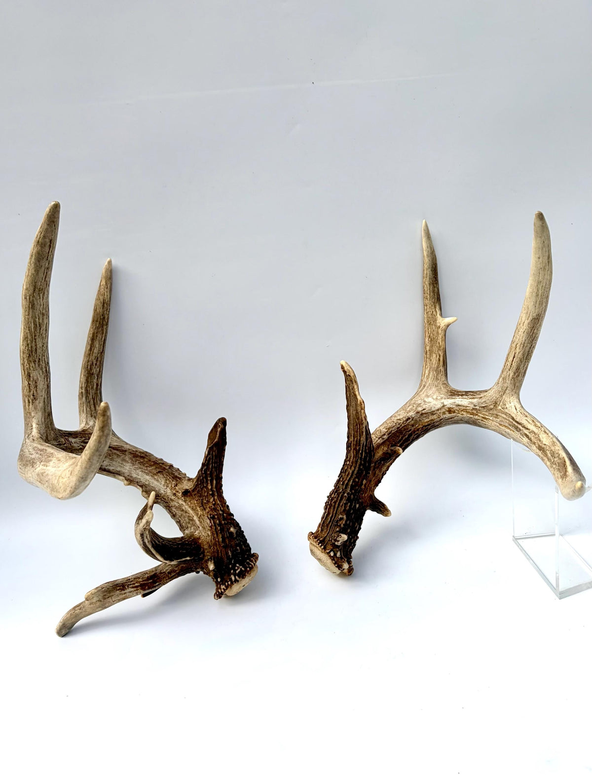Albertan White-tailed Deer Antlers. Massive and Impressive Matching non-typical Set