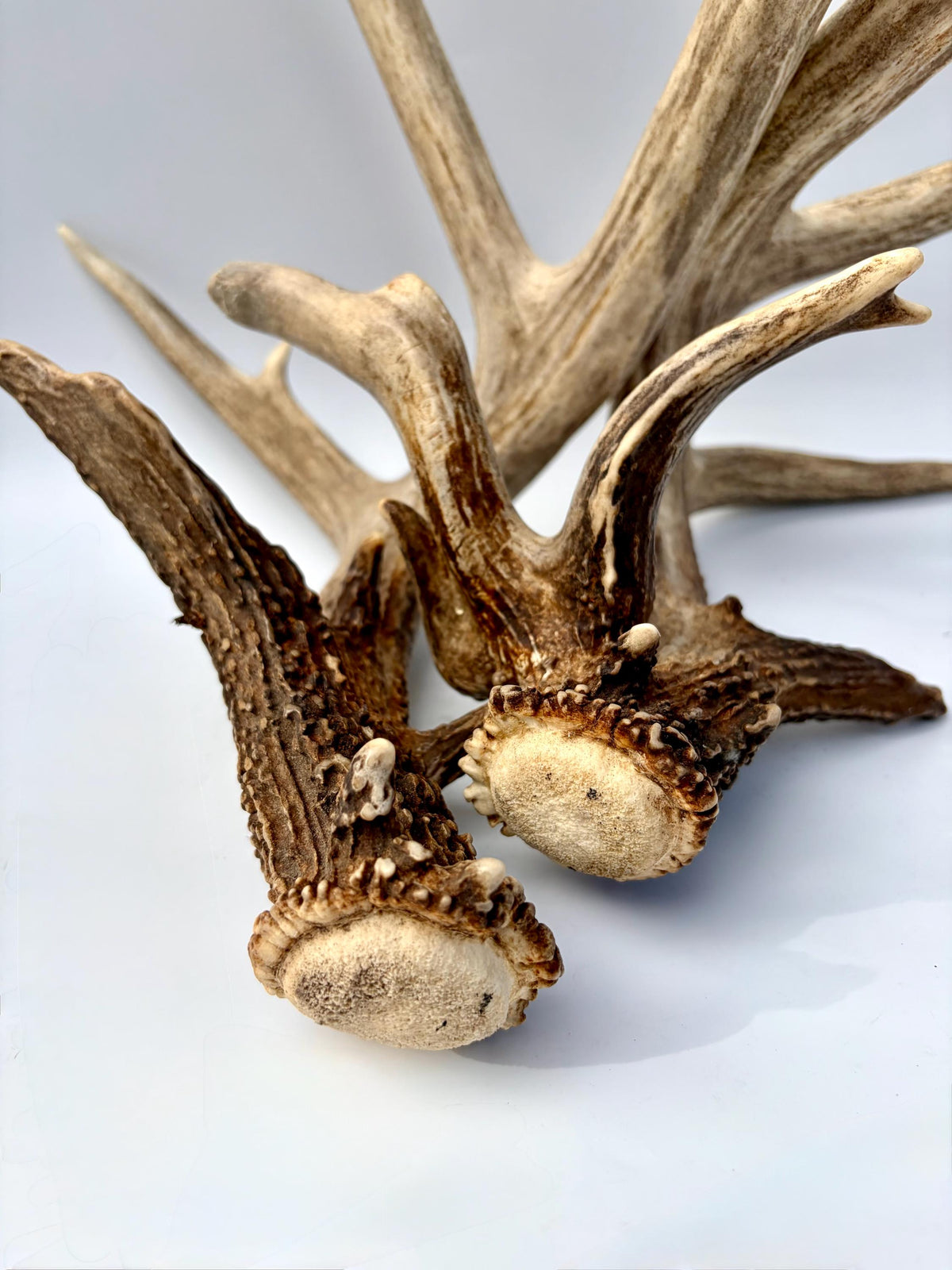 Albertan White-tailed Deer Antlers. Massive and Impressive Matching non-typical Set