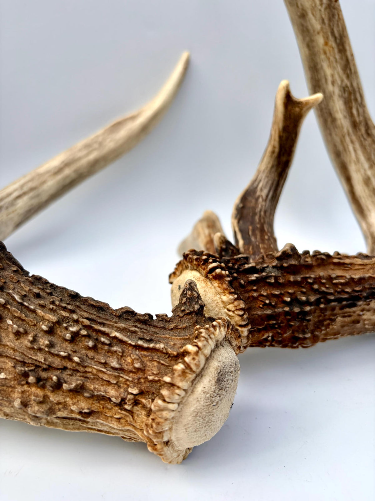 Albertan White-tailed Deer Antlers. Massive and Impressive Matching non-typical Set