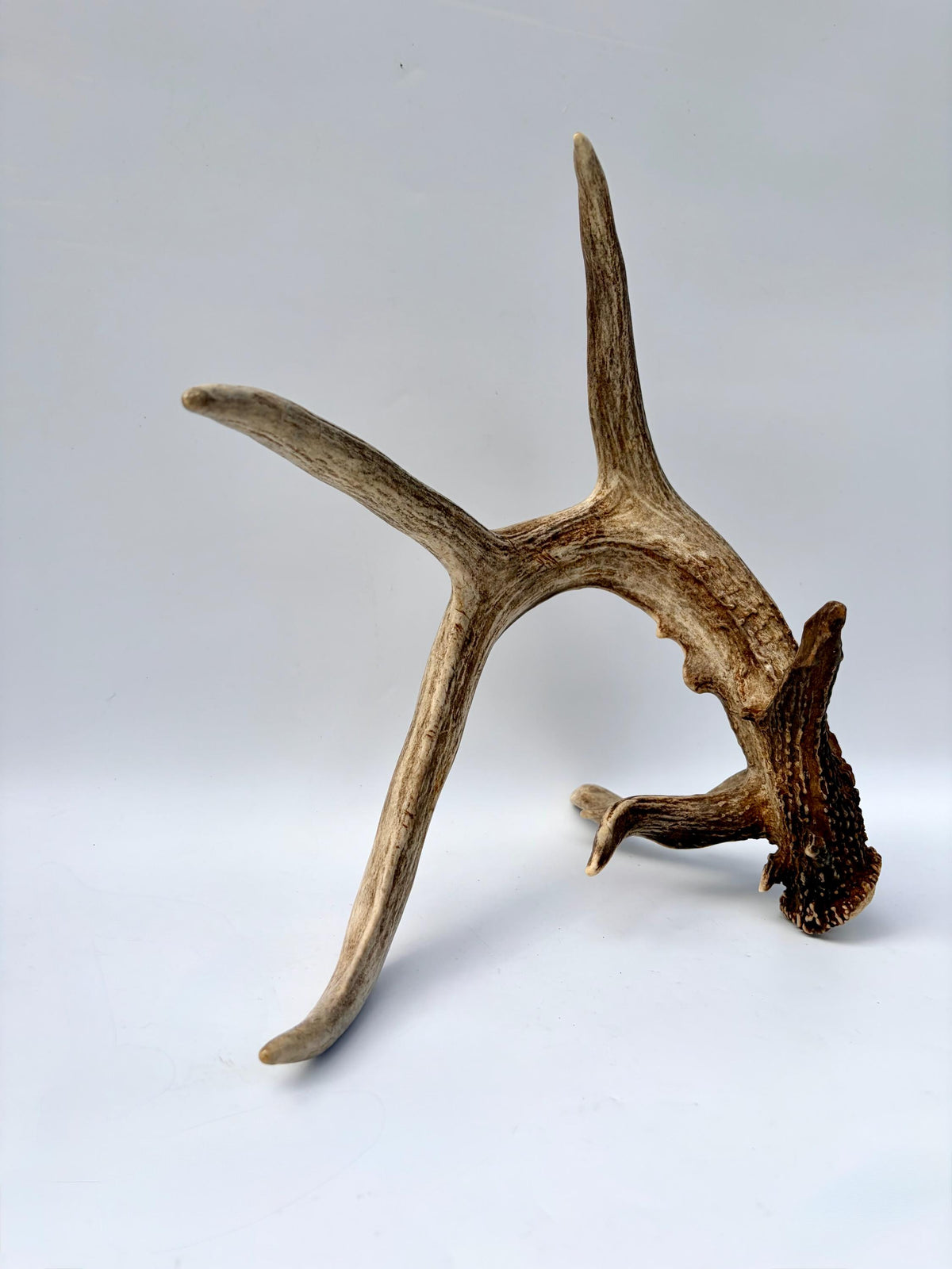 Albertan White-tailed Deer Antlers. Massive and Impressive Matching non-typical Set