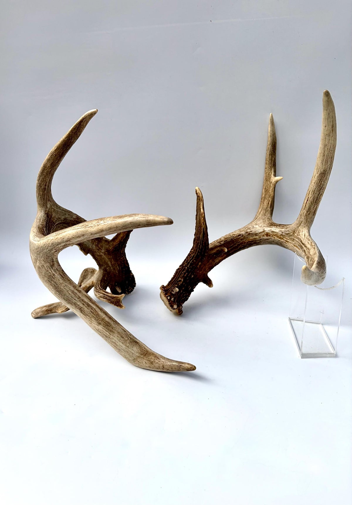 Albertan White-tailed Deer Antlers. Massive and Impressive Matching non-typical Set