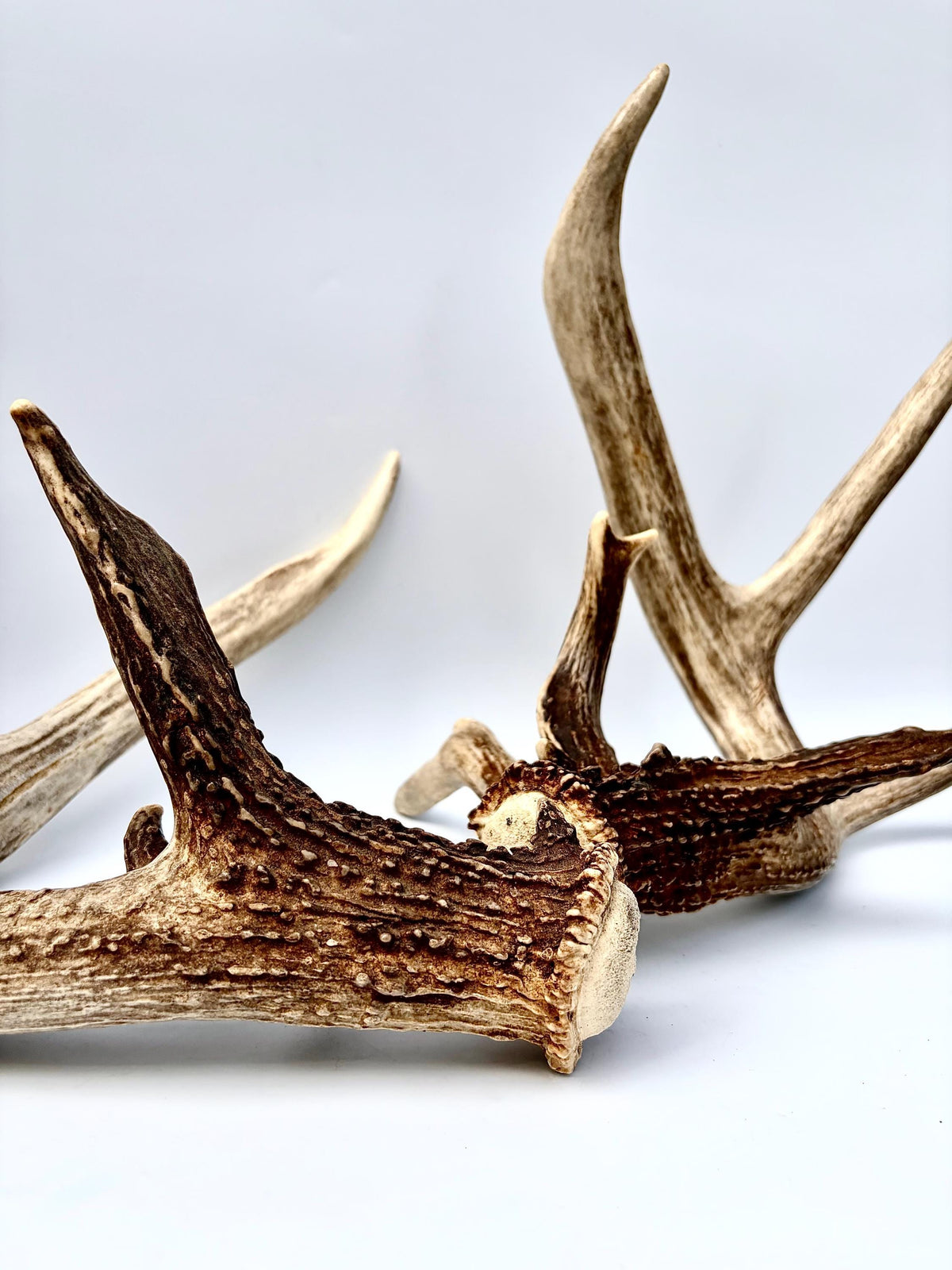 Albertan White-tailed Deer Antlers. Massive and Impressive Matching non-typical Set