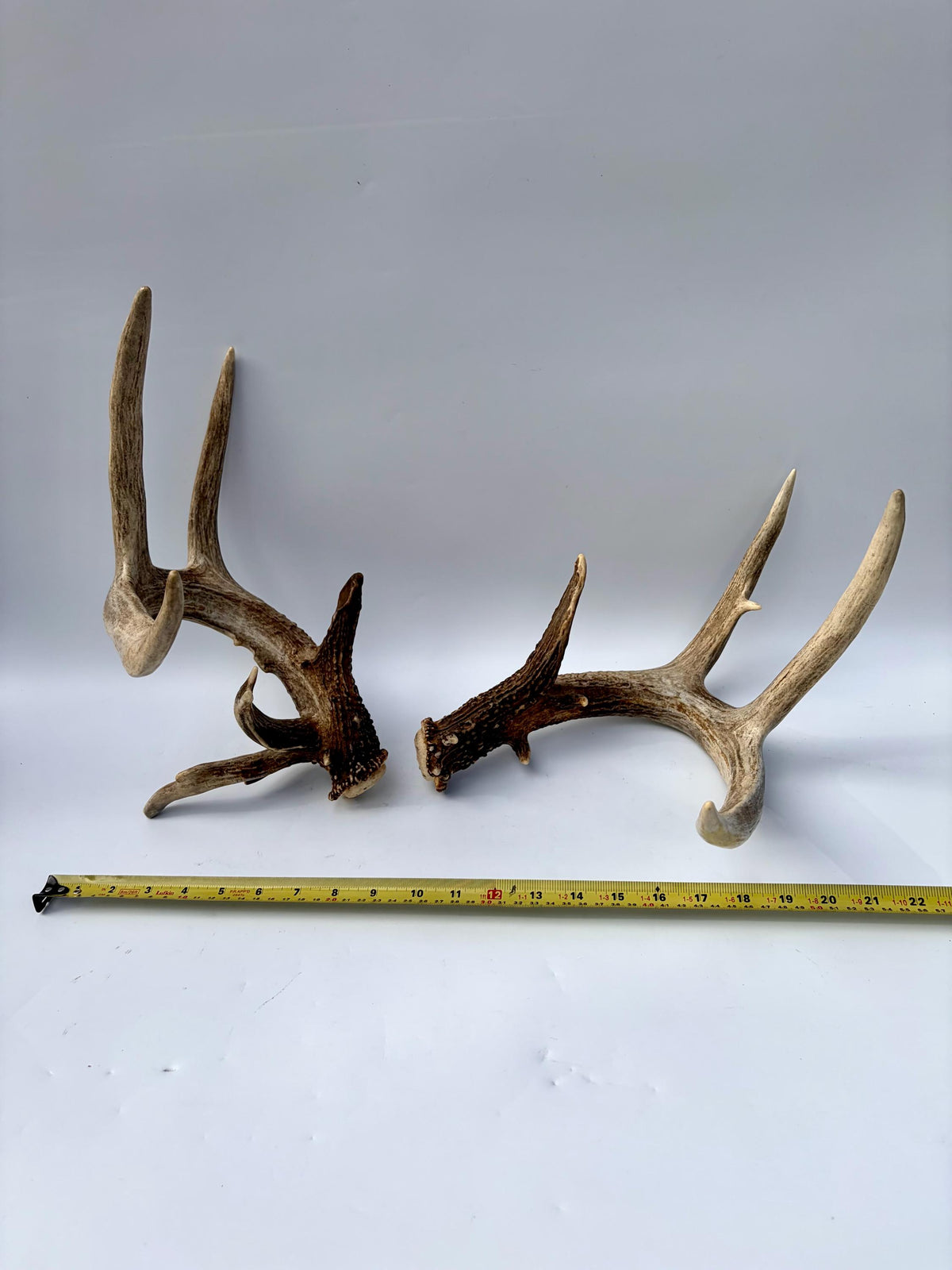 Albertan White-tailed Deer Antlers. Massive and Impressive Matching non-typical Set