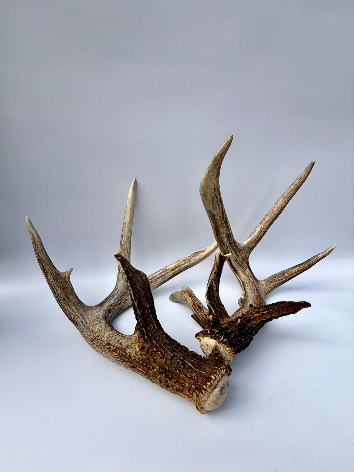 Albertan White-tailed Deer Antlers. Massive and Impressive Matching non-typical Set