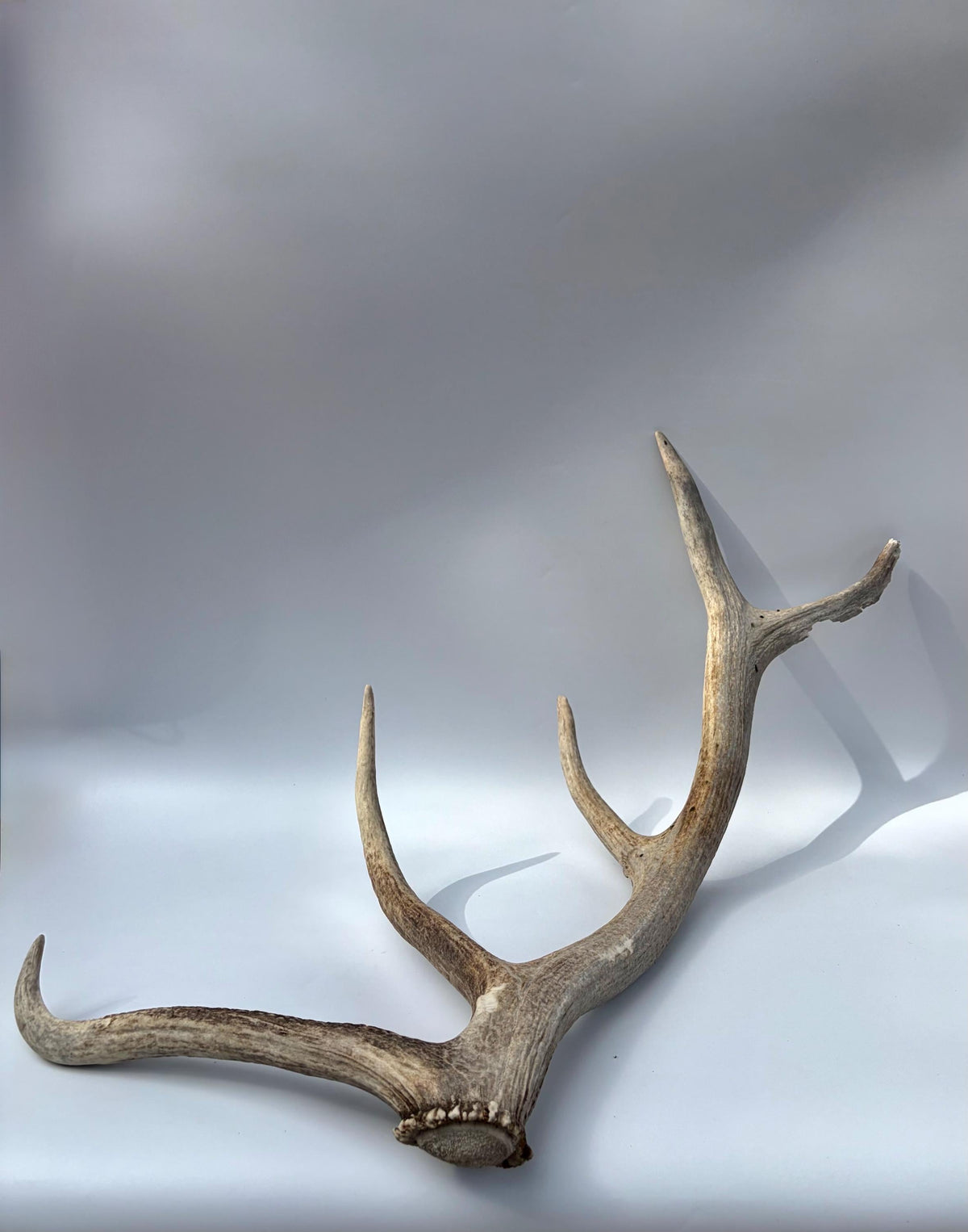 Rustic, old Elk Antler. Home and Cabin Decor, Crafting and Table Centerpiece.