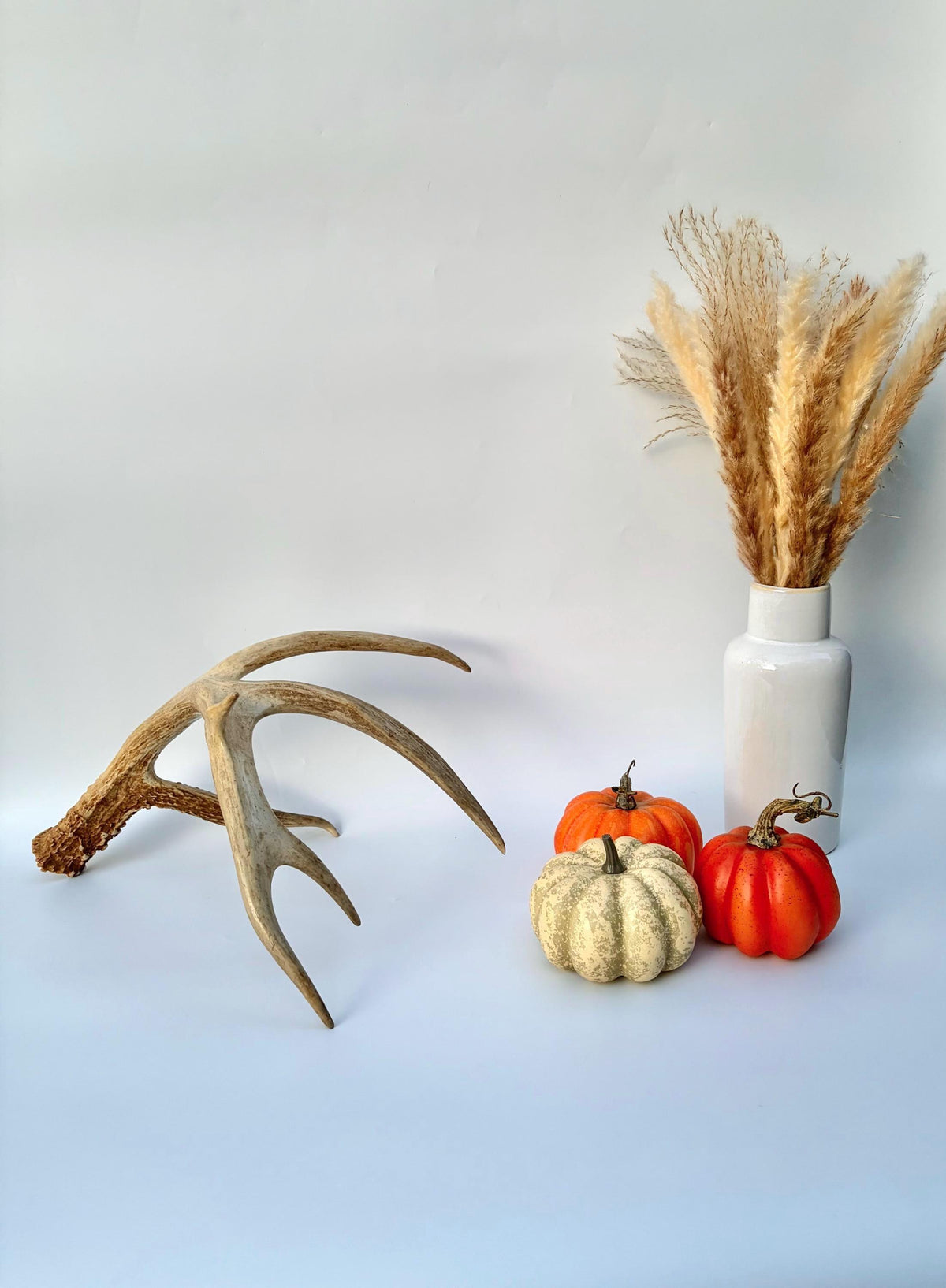 Incredible White-tailed deer Antler. Large, Deer Shed for Decor, Design, Crafting and More!