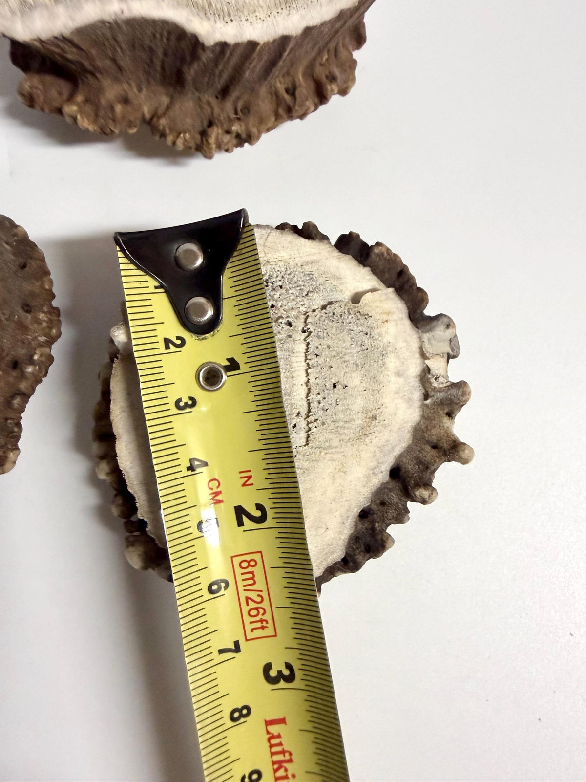 2 Large Elk Antler Bases & 2 Small Moose Antler Bases or “Rosettes” For Crafting, Decor and More