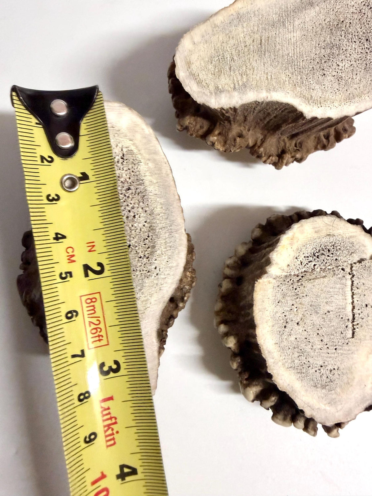 2 Large Elk Antler Bases & 2 Small Moose Antler Bases or “Rosettes” For Crafting, Decor and More