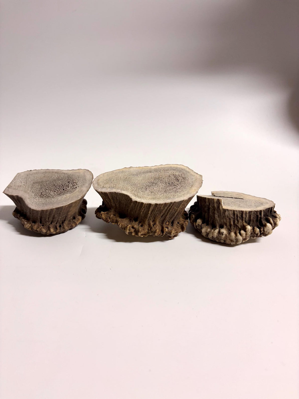 2 Large Elk Antler Bases & 2 Small Moose Antler Bases or “Rosettes” For Crafting, Decor and More