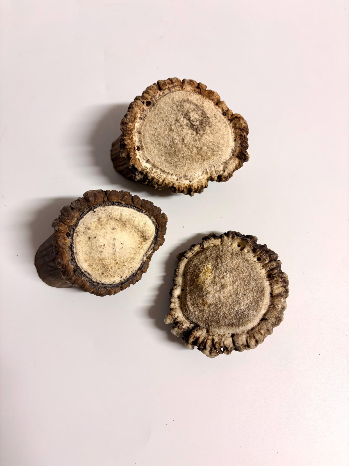 2 Large Elk Antler Bases & 2 Small Moose Antler Bases or “Rosettes” For Crafting, Decor and More