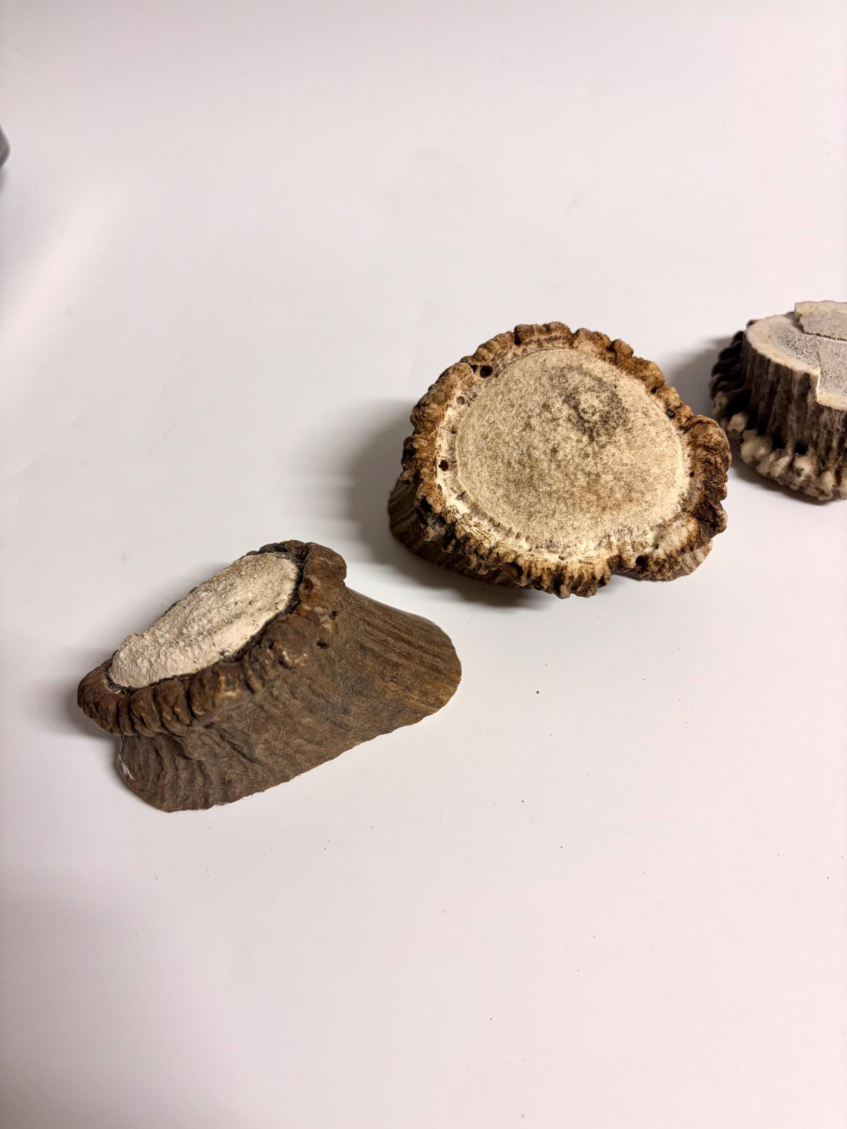 2 Large Elk Antler Bases & 2 Small Moose Antler Bases or “Rosettes” For Crafting, Decor and More