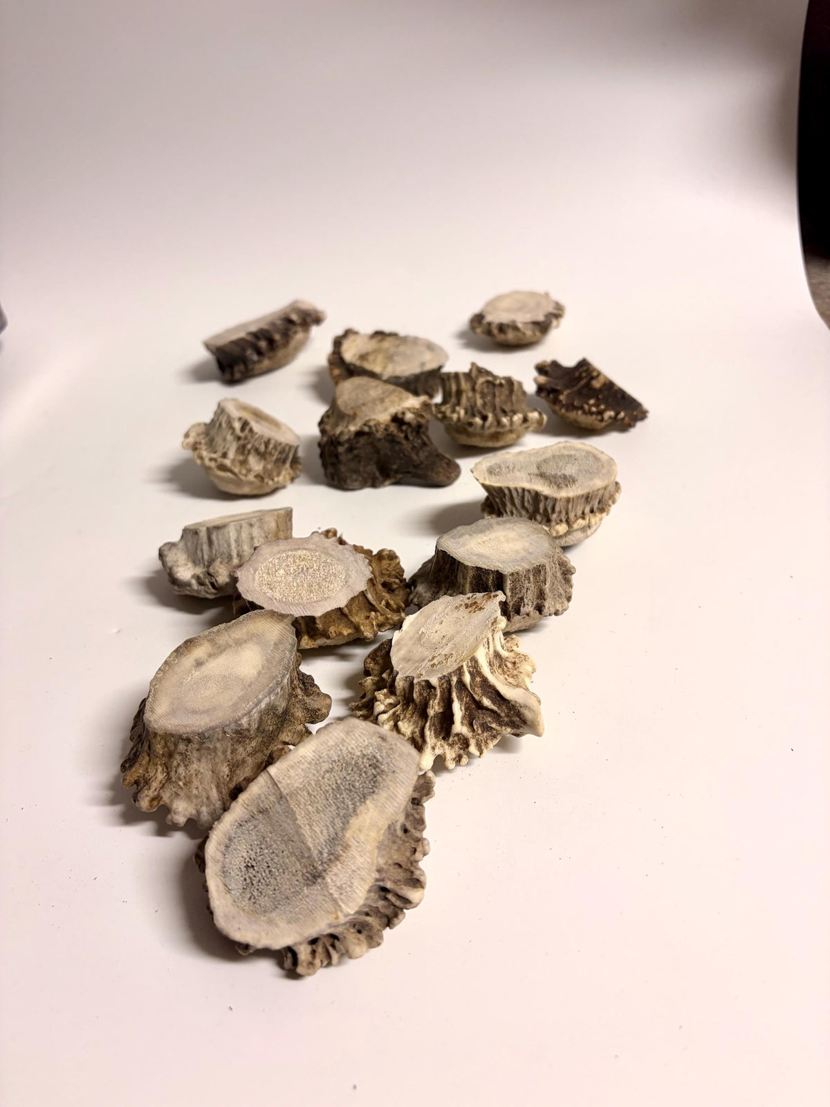 10 Large Deer Antler Rosettes. For Crafting, Decor and More