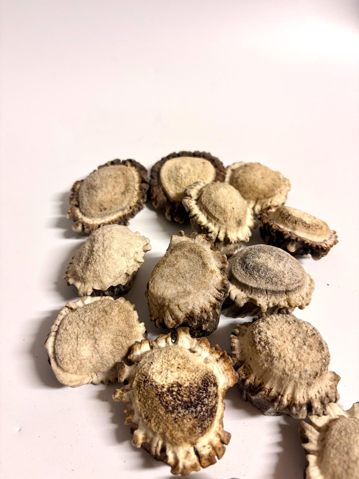10 Large Deer Antler Rosettes. For Crafting, Decor and More