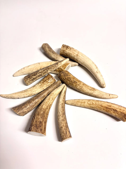 Elk Antler Tips - 5/10 Pack of 4”-6" Premium Fresh Tine Tips or "Dinosaur Teeth" for Crafting, Decor and More