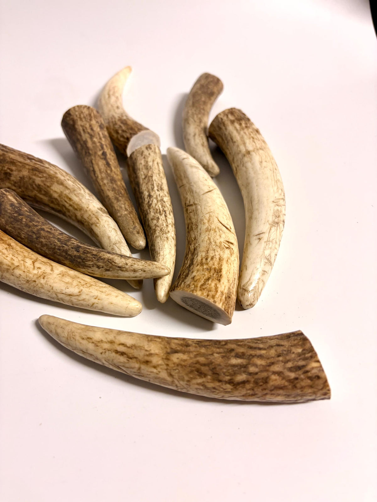 Elk Antler Tips - 5/10 Pack of 4”-6" Premium Fresh Tine Tips or "Dinosaur Teeth" for Crafting, Decor and More