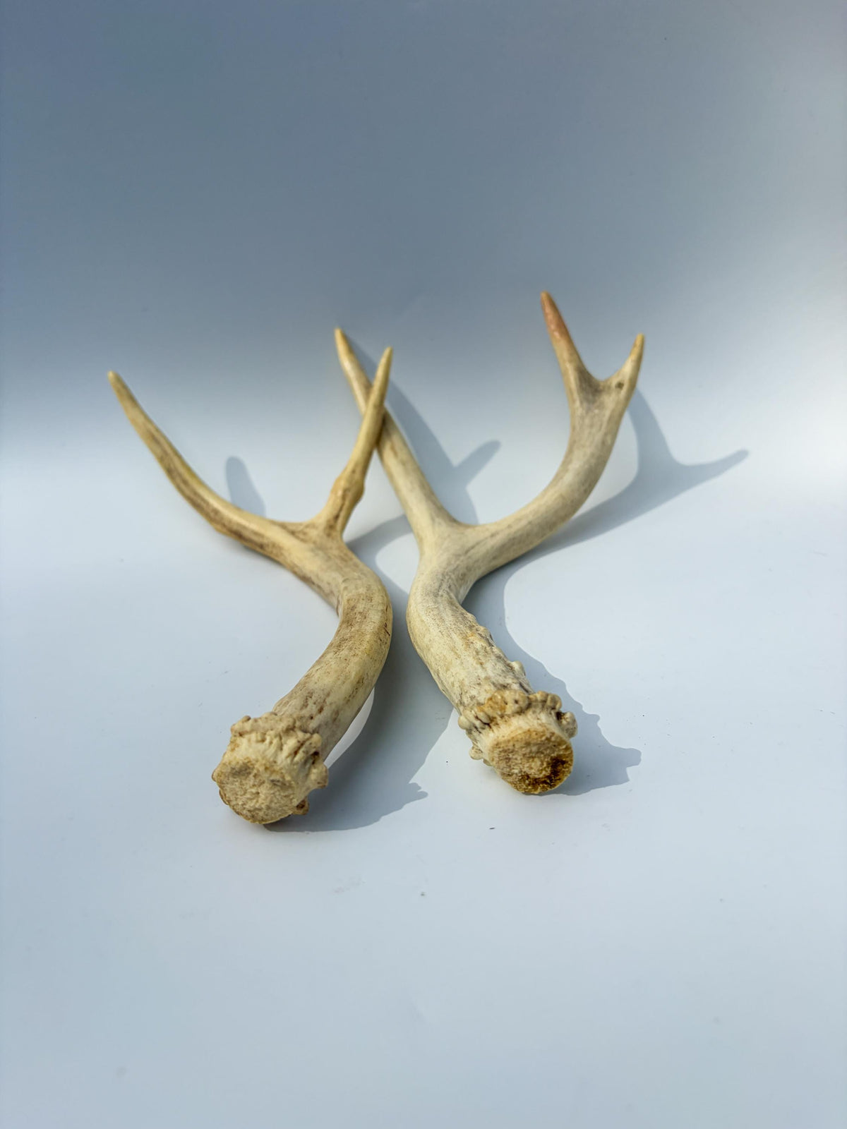 Mule Deer Antlers. Matching Brown Set. Decor, design, crafting and more!