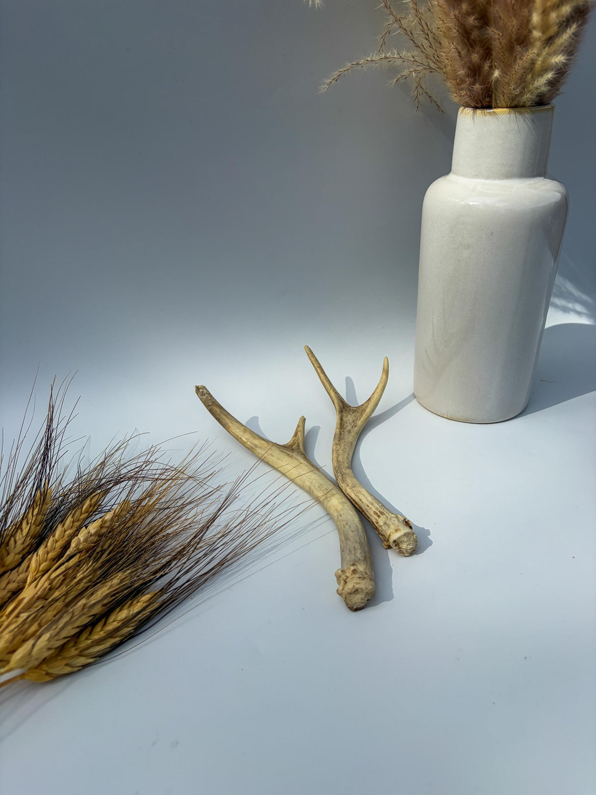 Mule Deer Antlers. Matching Brown Set. Decor, design, crafting and more!