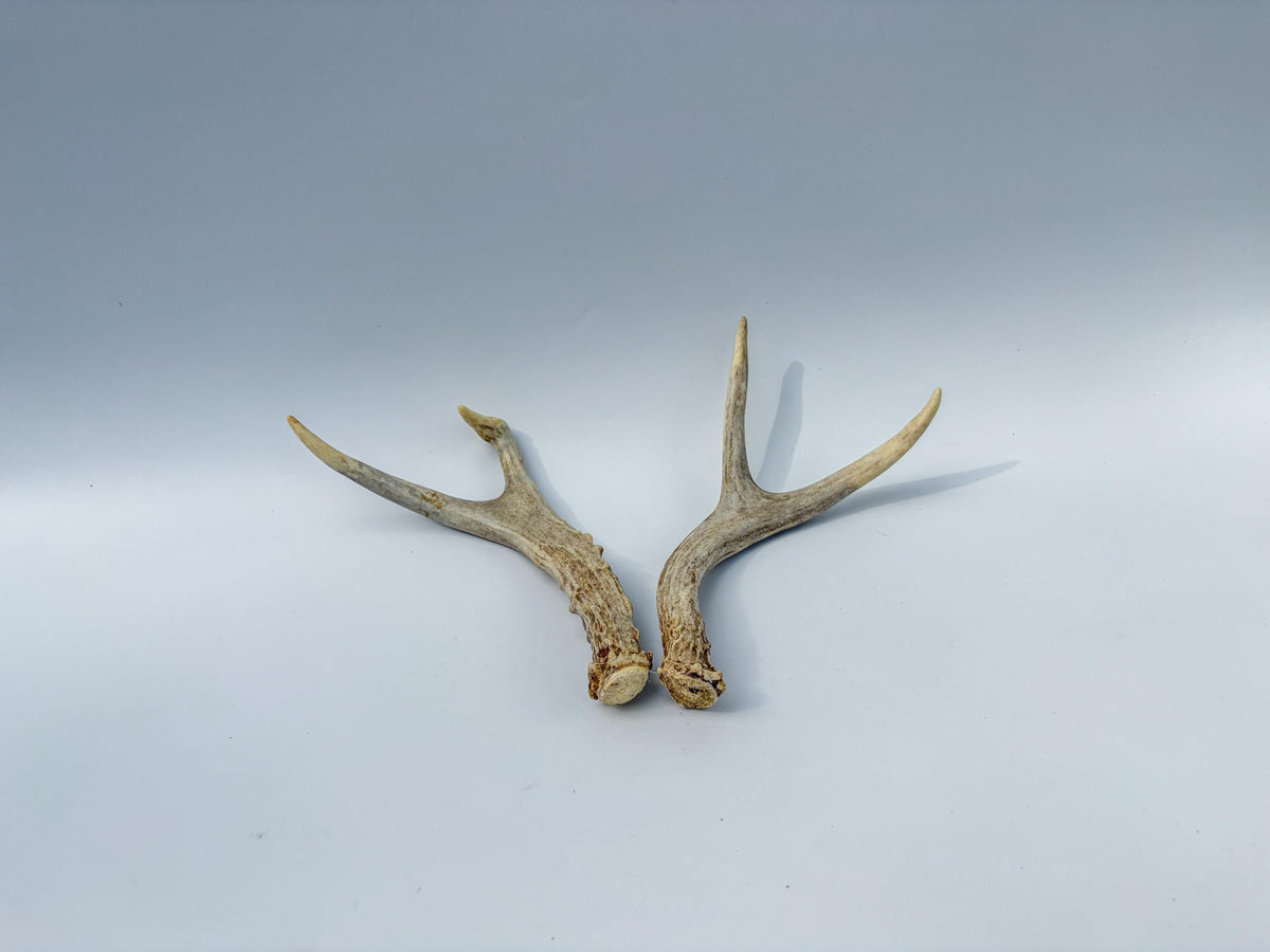 Mule Deer Antlers. Matching Brown Set. Decor, design, crafting and more!