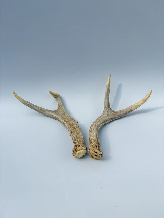 Mule Deer Antlers. Matching Brown Set. Decor, design, crafting and more!