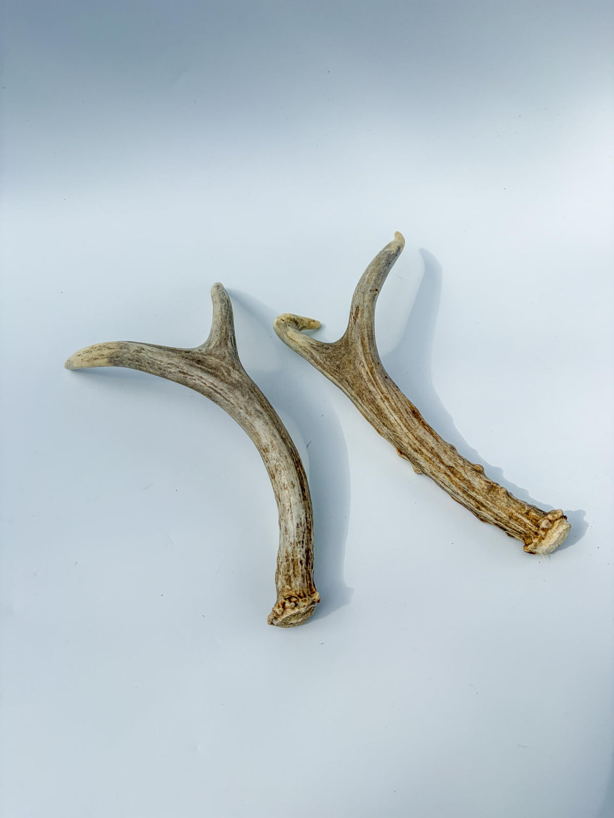 Mule Deer Antlers. Matching Brown Set. Decor, design, crafting and more!