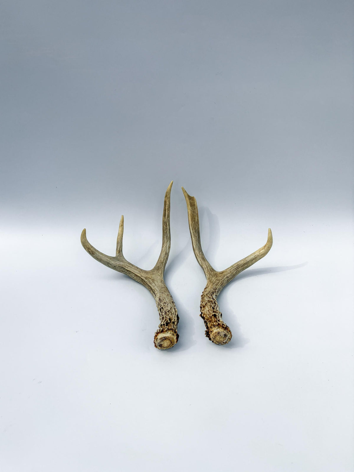 Mule Deer Antlers. Matching Small Brown Set. Decor, Interior Design, Crafting, and more!
