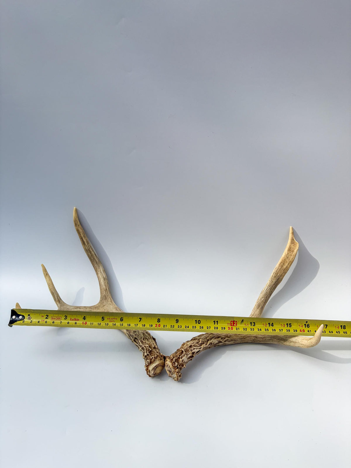 Mule Deer Antlers. Matching Small Brown Set. Decor, Interior Design, Crafting, and more!