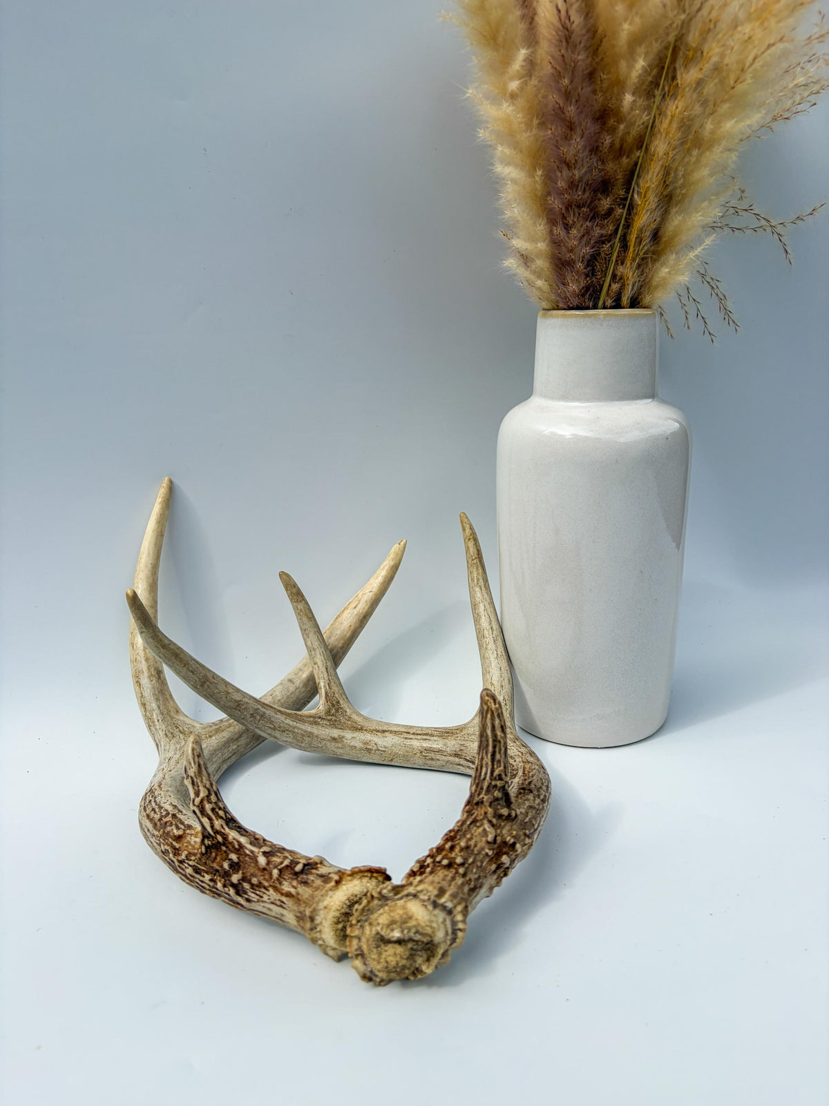 White-Tailed Deer Antler Set. Matching Brown Set. Decor, design, crafting and more!