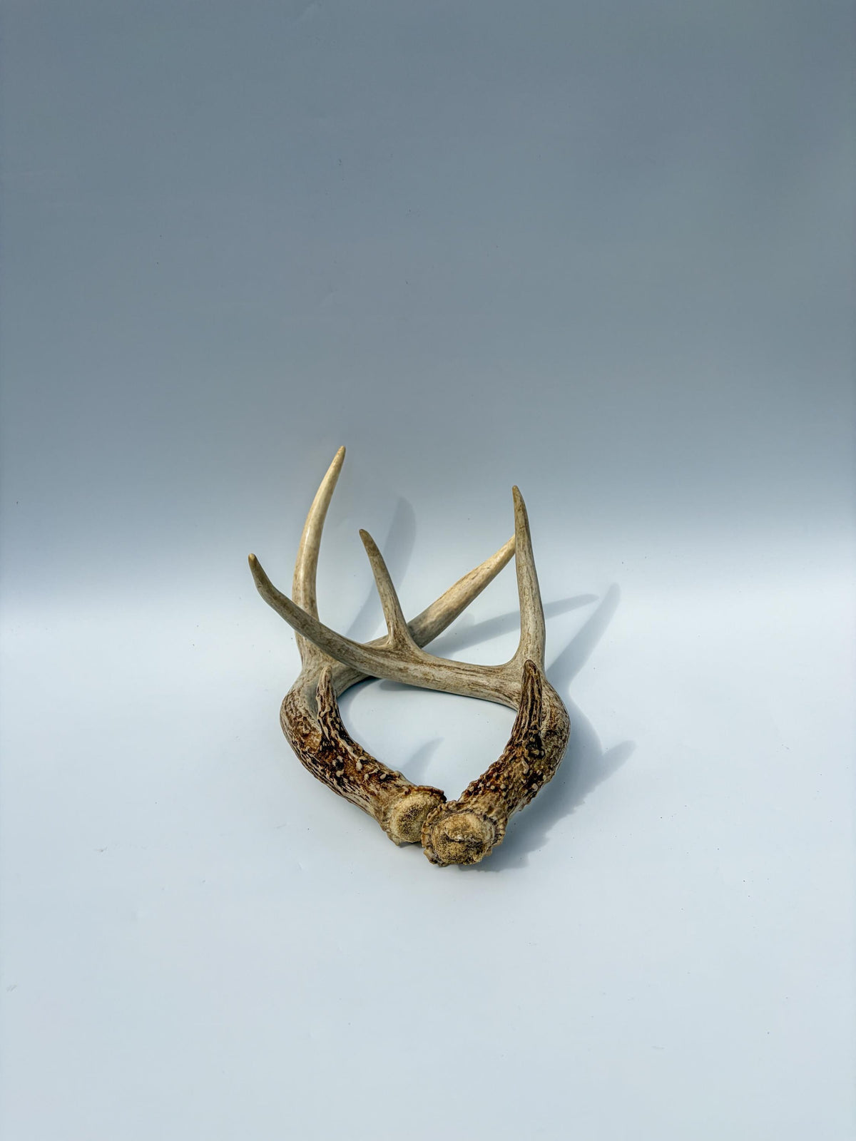 White-Tailed Deer Antler Set. Matching Brown Set. Decor, design, crafting and more!