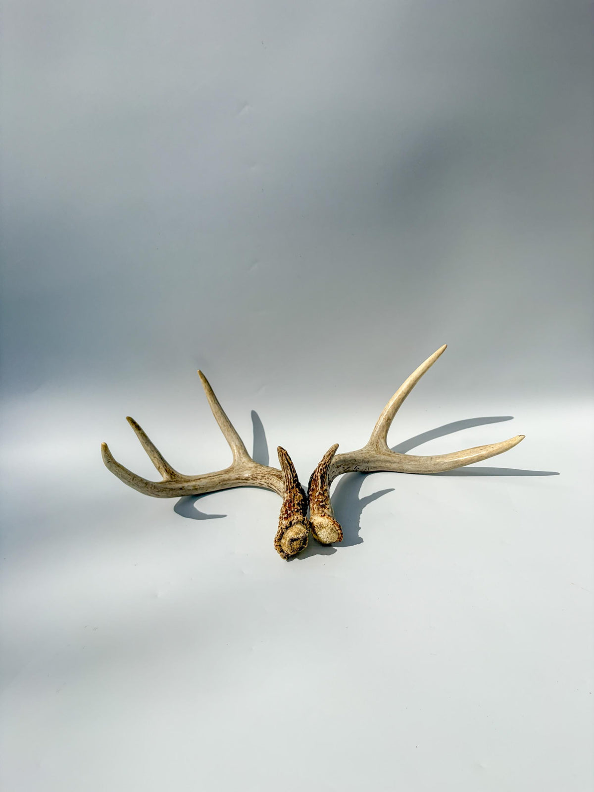 White-Tailed Deer Antler Set. Matching Brown Set. Decor, design, crafting and more!