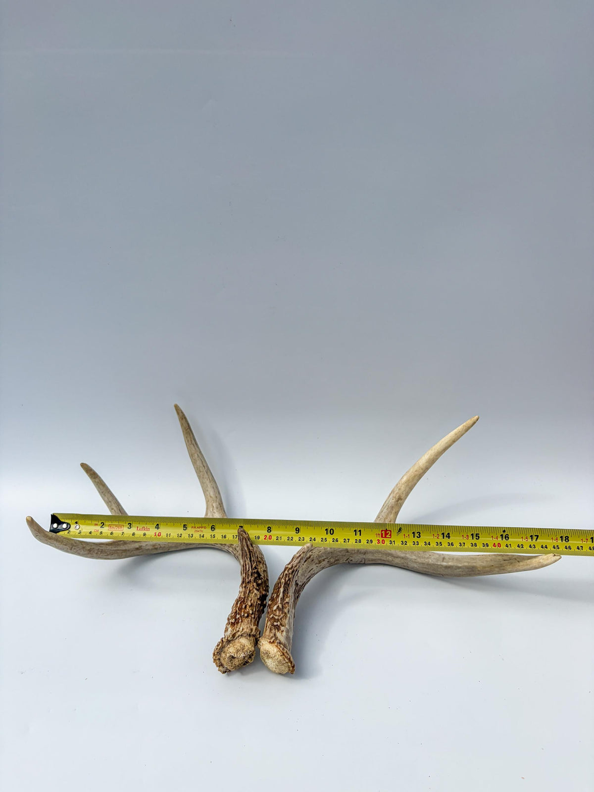 White-Tailed Deer Antler Set. Matching Brown Set. Decor, design, crafting and more!
