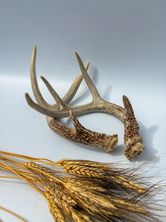 White-Tailed Deer Antler Set. Matching Brown Set. Decor, design, crafting and more!