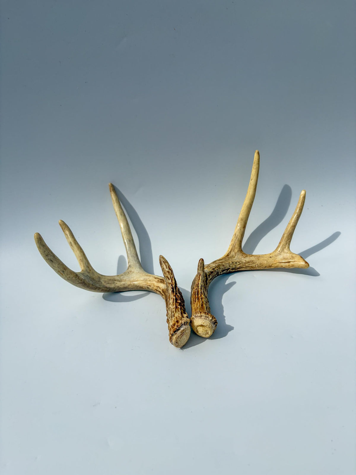 White-Tailed Deer Antler Set. Matching Brown Set. Decor, design, crafting and more!
