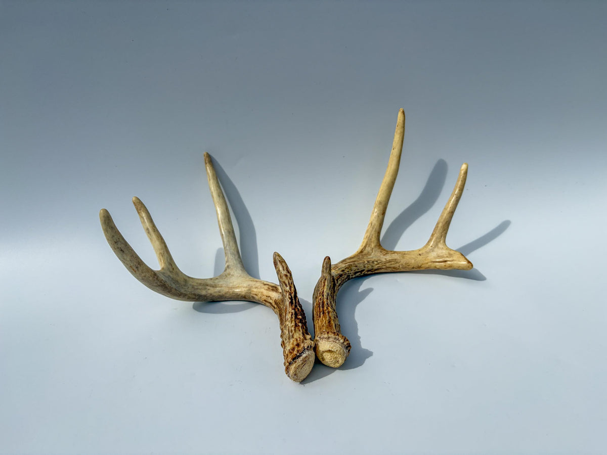 White-Tailed Deer Antler Set. Matching Brown Set. Decor, design, crafting and more!