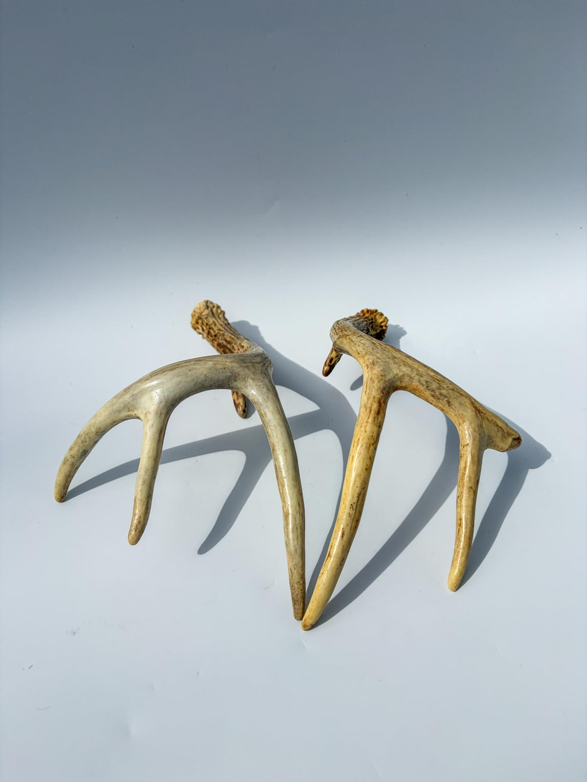 White-Tailed Deer Antler Set. Matching Brown Set. Decor, design, crafting and more!