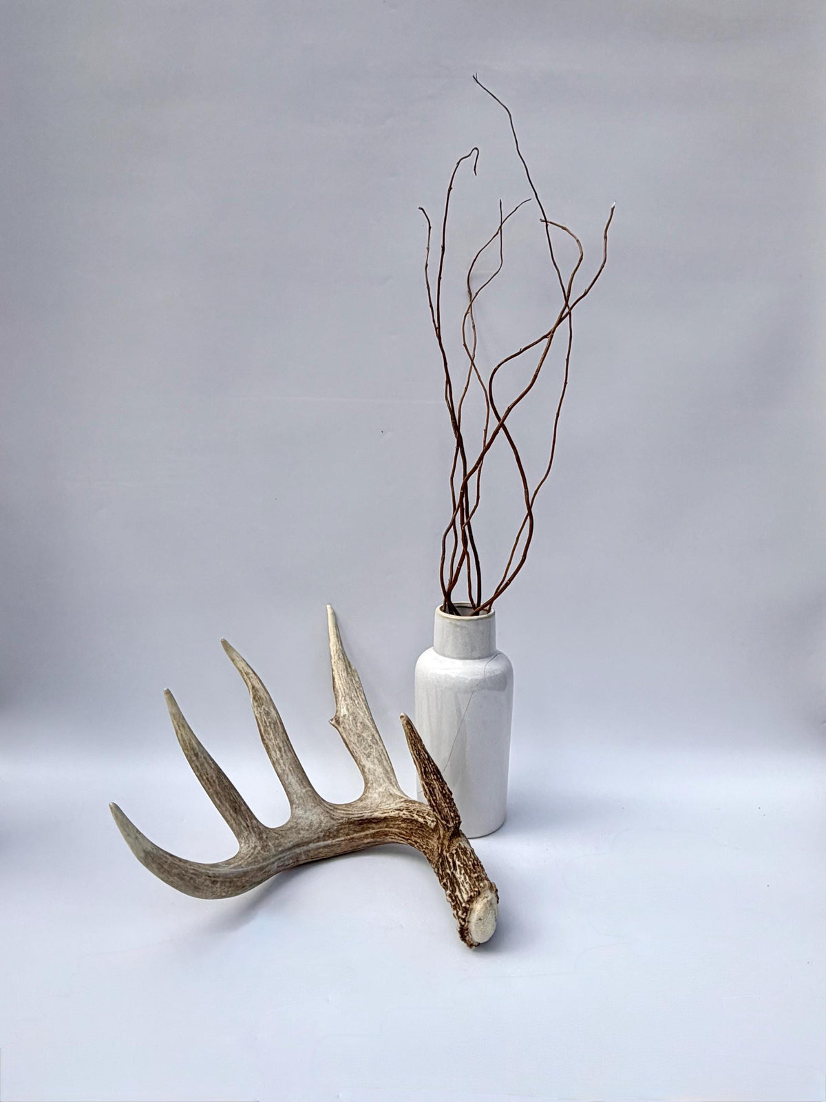 Incredible White-tailed deer Antler. Large, Deer Shed for Decor, Design, Crafting and More!