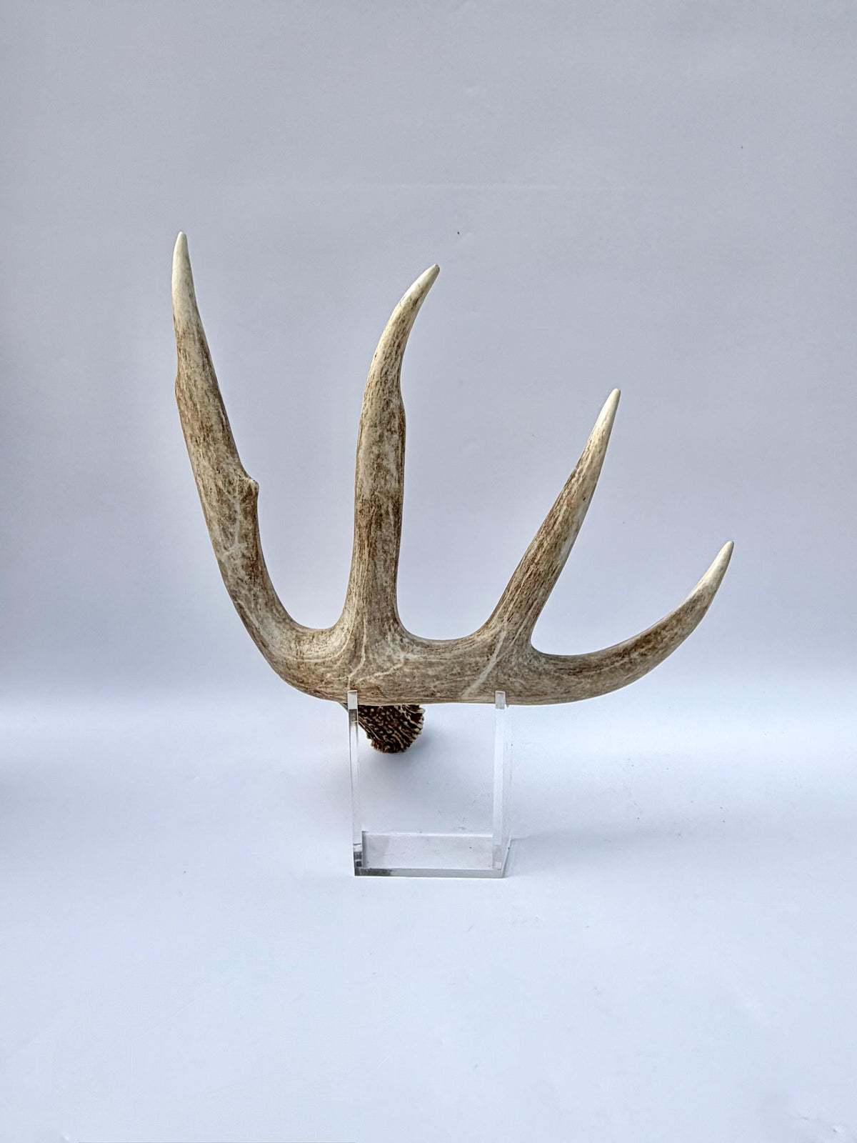 Incredible White-tailed deer Antler. Large, Deer Shed for Decor, Design, Crafting and More!