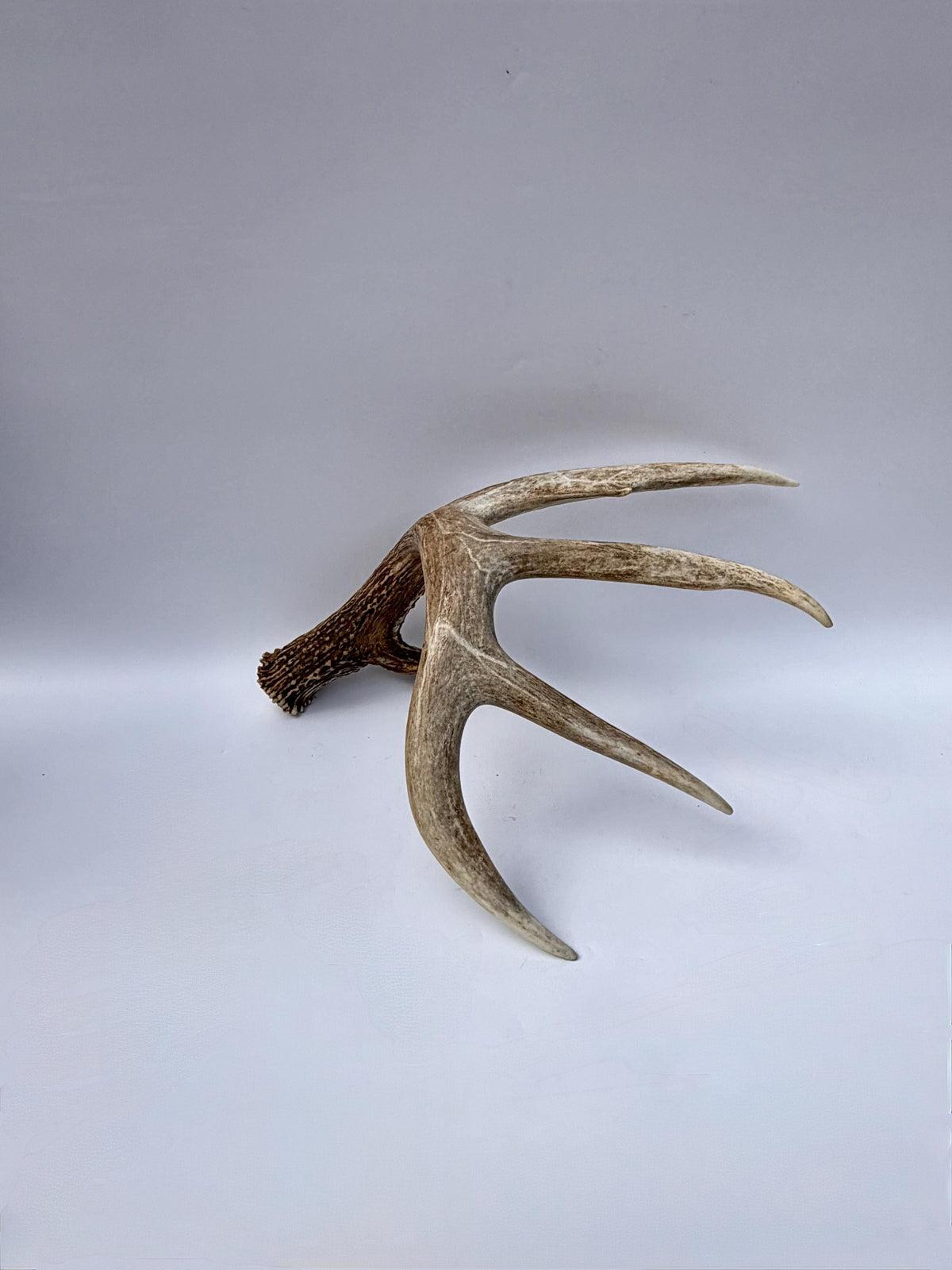 Incredible White-tailed deer Antler. Large, Deer Shed for Decor, Design, Crafting and More!